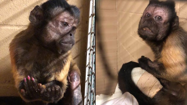 Capuchin monkey injured during zoo break-in has died