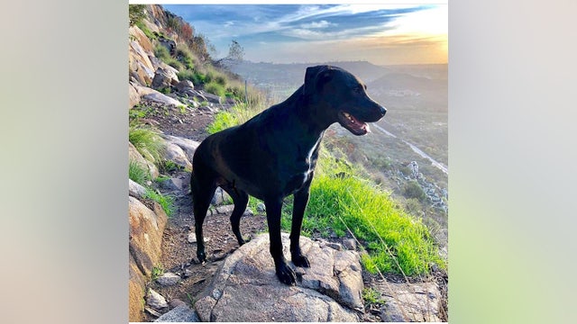 Dog found safe after going missing following crash with owners in northern Arizona