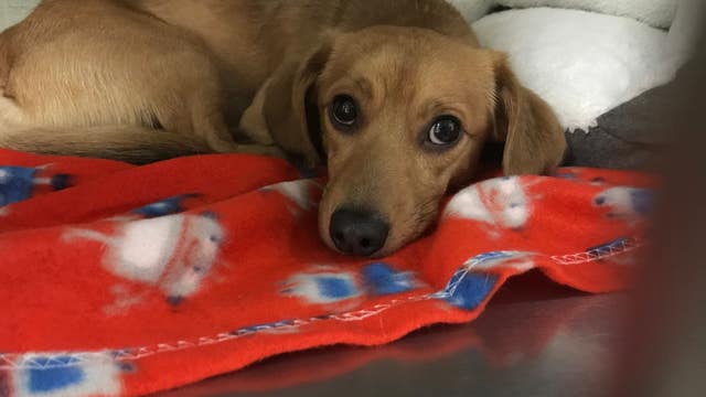 Lake County woman accused trying to dump dog over fence at animal shelter