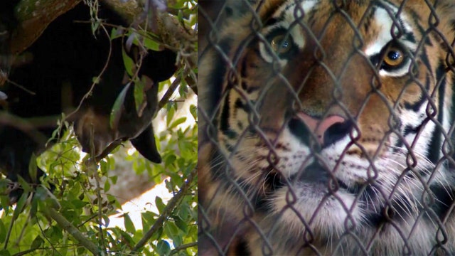 Tigers moved at refuge so wild cub will climb down tree