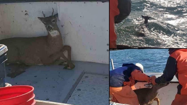 Fisherman 'catches' deer swimming 5 miles off shore