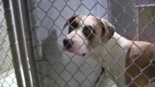 Free pet adoptions to veterans in Lake County