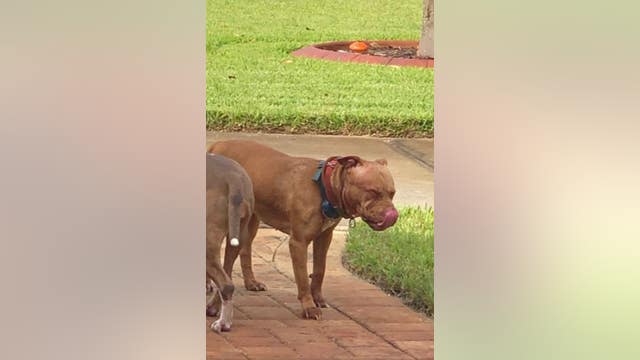 DeBary couple upset over fatal dog attack on their cat