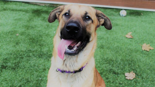 Survey: 40% of Americans would give up their dog over their phone for a month