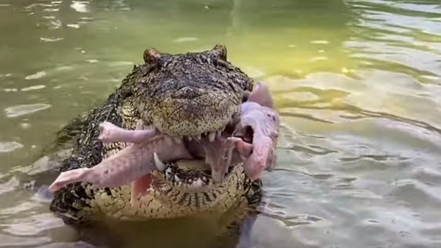 Gatorland dealing with a shortage of meat for its gators during stay-at-home order