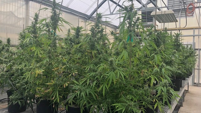 Lake County farm to plant Florida's first commercial hemp crops this week