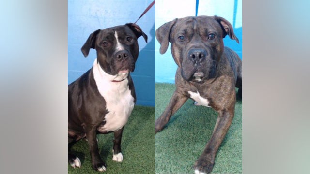 Police: Pit bulls attack mother, child in Winter Garden