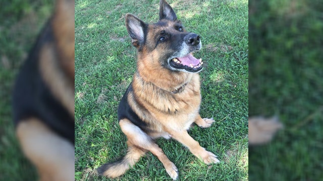 Volusia County Sheriff's Office mourns the loss of K-9 Nero