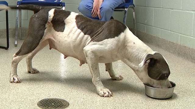 5 dogs found at Florida home in 'appalling' conditions, stuffed in small cages and without food or water