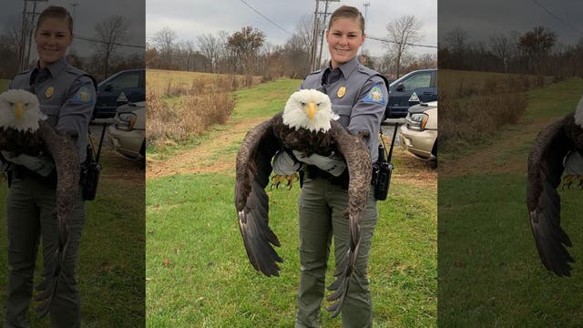 Bald eagle rescued in Missouri after being shot in wing; shooter could face $100G fine
