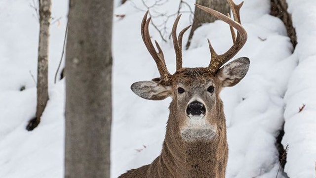 Former Michigan lawmaker captures photo of 'one-in-a-million' 3-antler deer