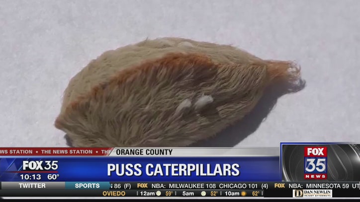 Orange County woman stung by venomous puss caterpillar - FOX 35 Orlando