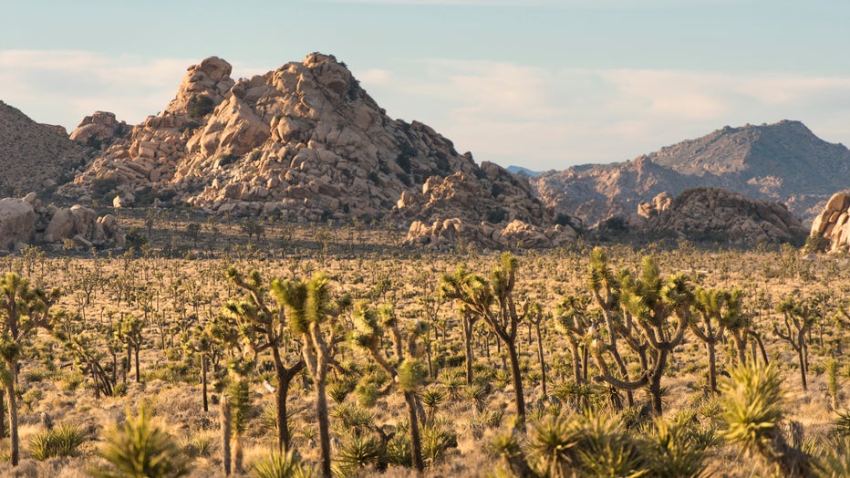 Lost-Horse-Valley-features-the-parks-iconic-Joshua-trees-and-rock-outcrops..jpg