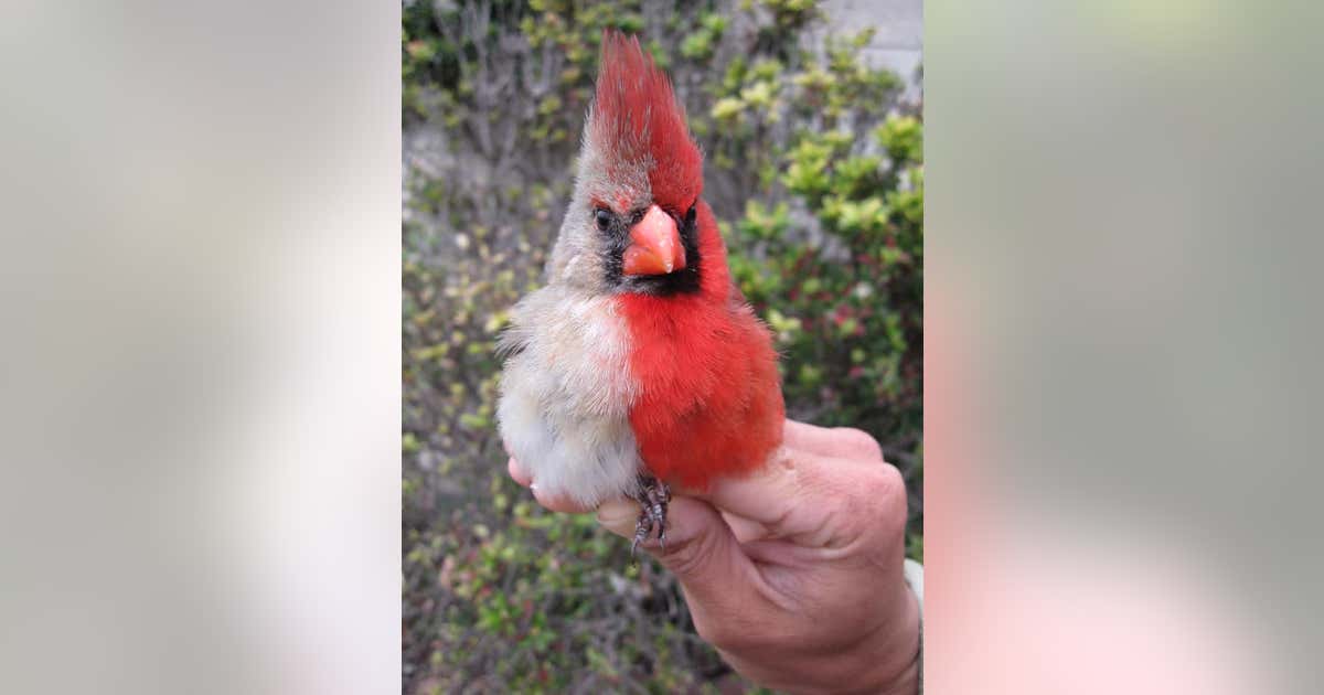 Weird Look In Cardinal Cardinal with rare abnormality discovered in central Texas | FOX 35 Orlando