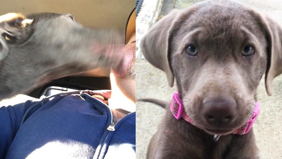 Christmas miracle: Man reunited with beloved dog missing for 5 months just in time for holiday