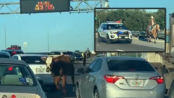 Authorities working to capture cow on the loose near Apopka