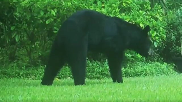 Three-legged black bear spotted in Longwood