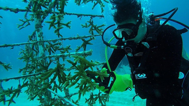 Officials want $100M for reef restoration in Florida Keys