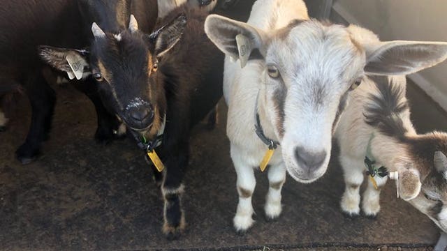 Goats offer alternative lawn care to elementary school in Titusville
