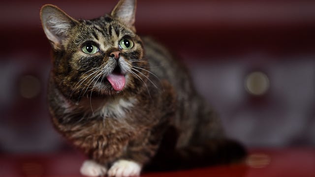 Lil Bub dies unexpectedly; Internet mourns the loss of world-famous cat