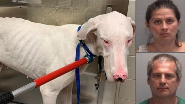 Couple to face days in jail after 32 Great Danes, some 'near death,' rescued from home