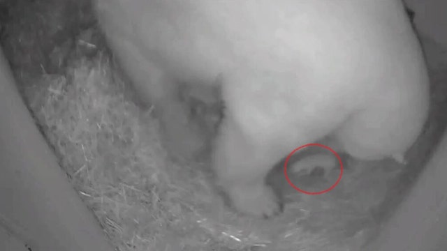 Ohio zoo welcomes polar bear cub born on Thanksgiving Day