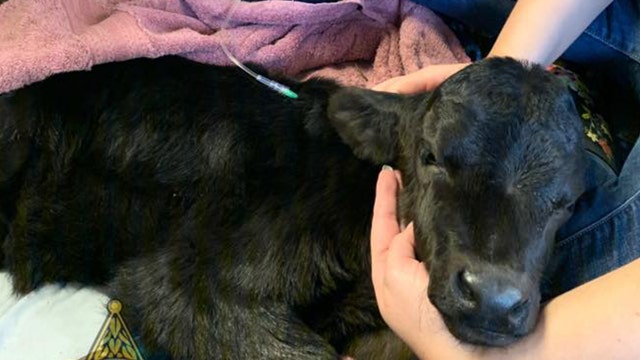 Owner of distressed calf found near trash cans in Florida county located