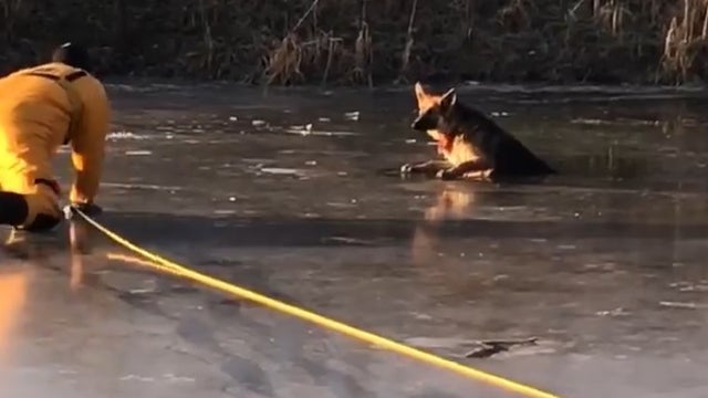 Firefighters work to rescue dog that fell through ice