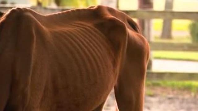 Deputies: Emaciated horses near Edgewater seized, will see vet and receive proper care