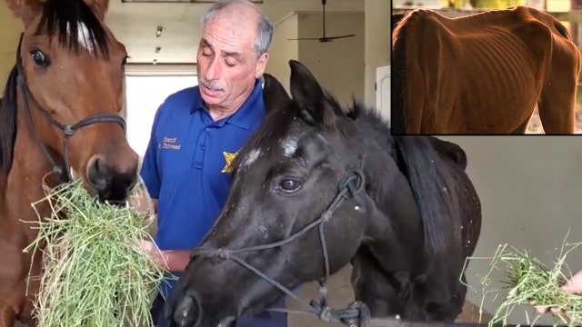 Volusia Sheriff visits emaciated horses rescued from Edgewater home