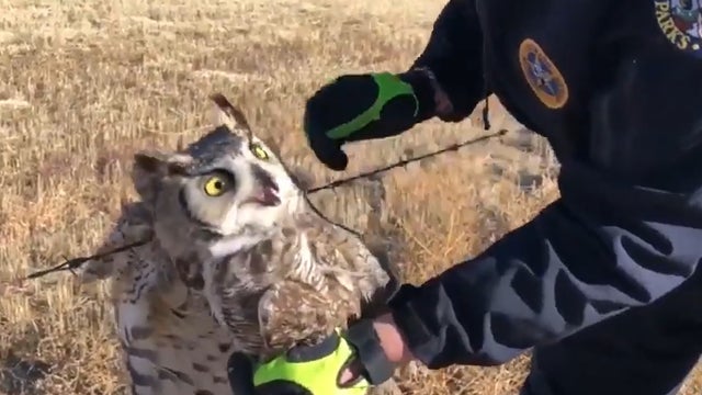 Wildlife officer rescues Great Horned Owl trapped in barbed wire fence