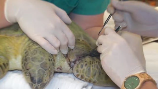 Florida zoo treating sea turtle found wrapped in braided fishing net