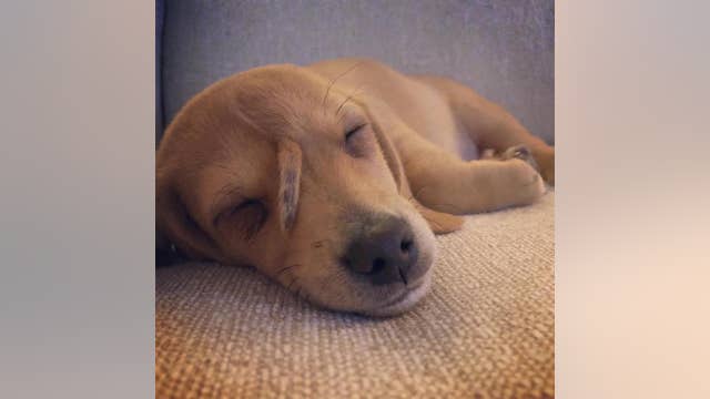 'Unicorn Puppy' named Narwhal will remain with founder of animal rescue group