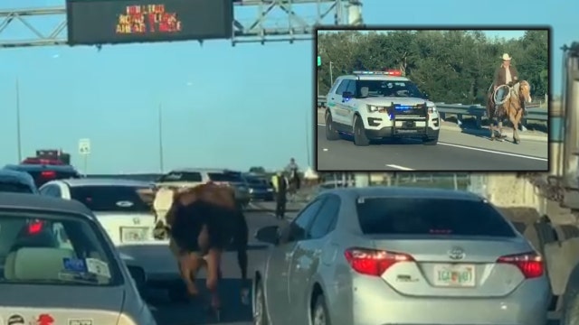 Authorities working to capture cow on the loose near Apopka