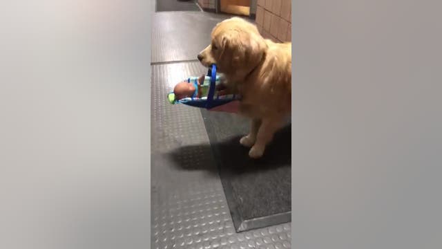 Police: Therapy dog 'accused' of stealing toys meant for non-profit