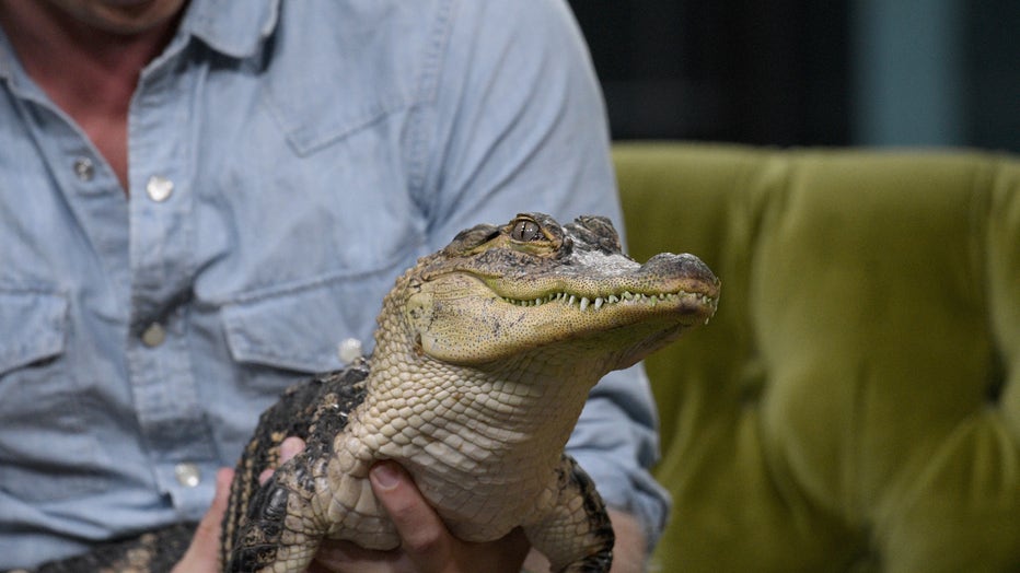 NEW YORK, NEW YORK - JULY 25: Zoologist Jack Randall seen with an  alligator as he visits the Build Series to discuss the Nat Geo Wild series 