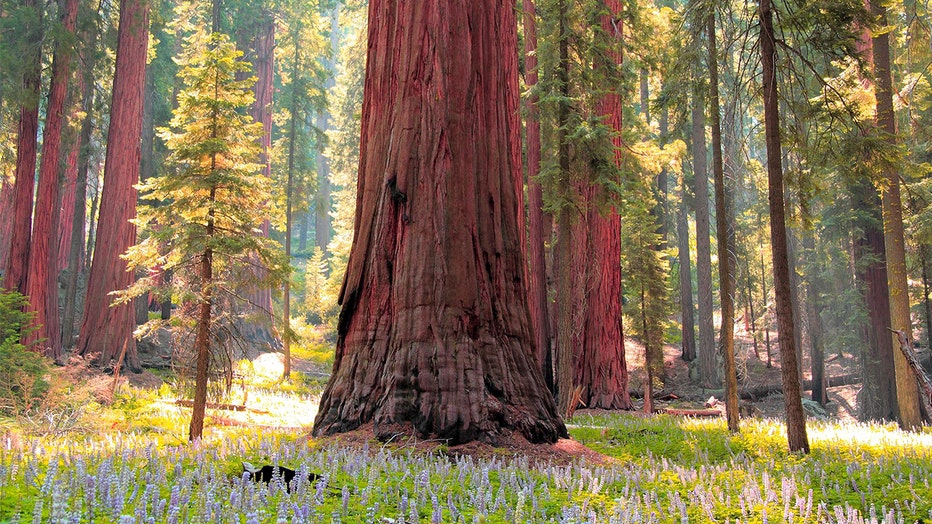 SequoiaInMeadow__Banner__NPS.jpg