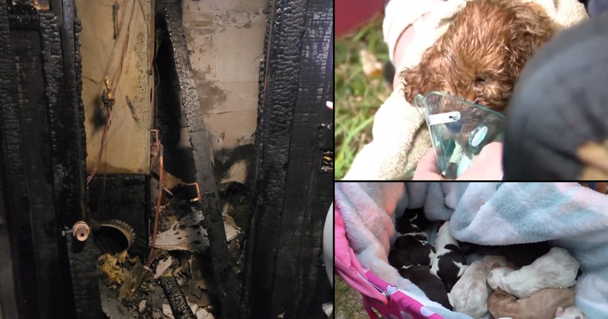 19 dogs killed after fire breaks out at Orange County breeder's home ...