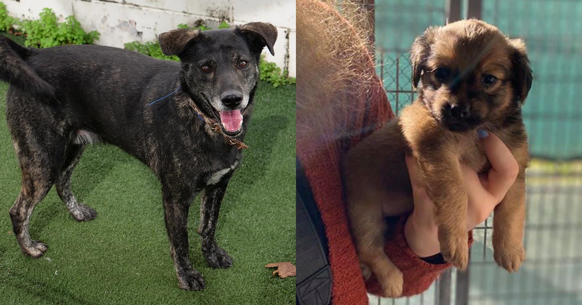 Dozens more dogs, cats arrive in Orlando from quake-ravaged Puerto Rico ...