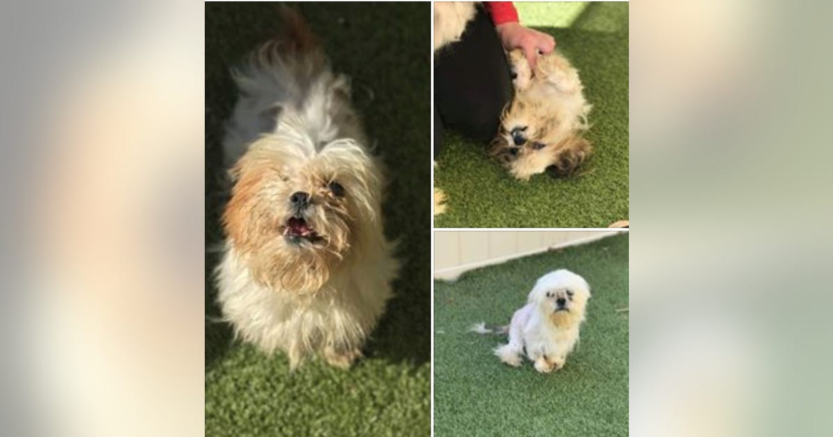 Suspect in abandonment of 8 puppies identified, fined $4K | FOX 35 Orlando