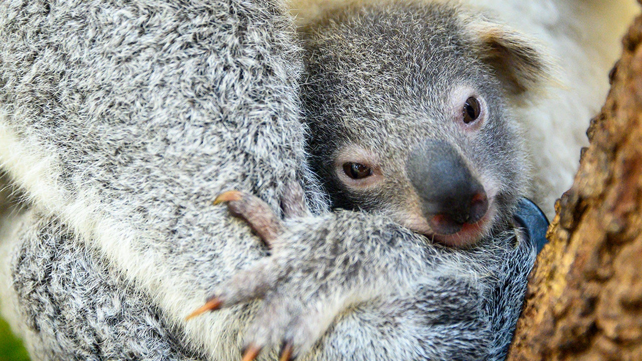 Peek-a-boo! Columbus Zoo welcomes first baby koala in 15 years