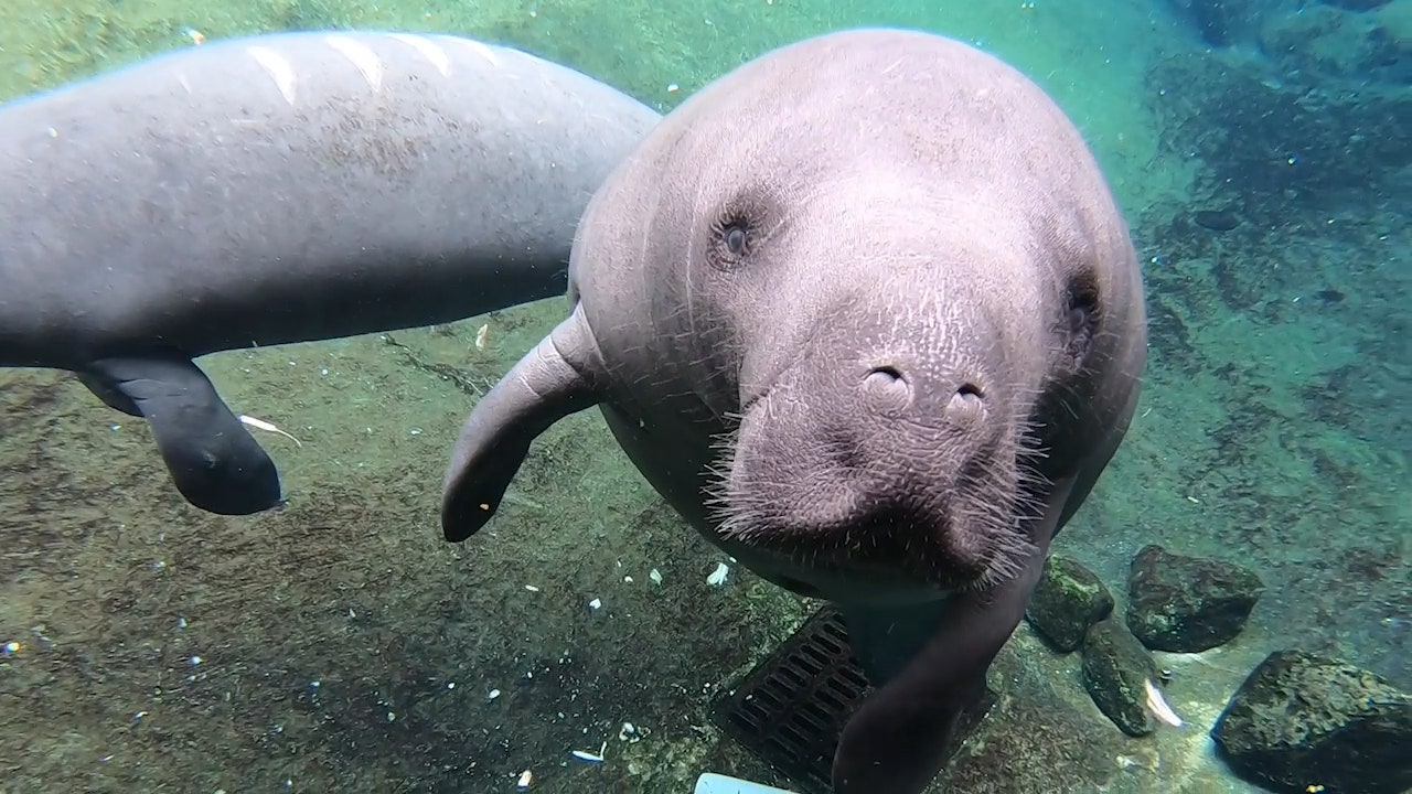 Report Florida manatee deaths are up as more people hit the water