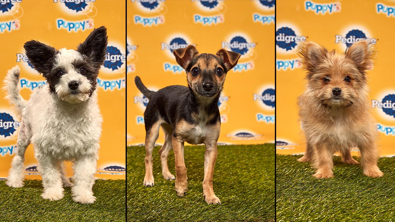 puppy bowl 16