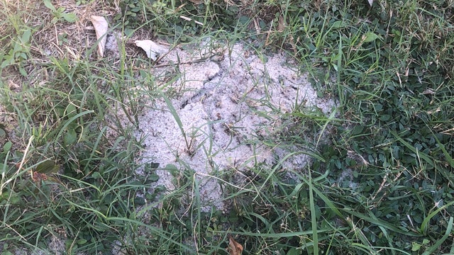 More fire ants than usual this summer, experts say