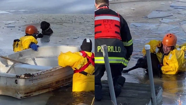 Police and firefighters rescue dog trapped in icy pond