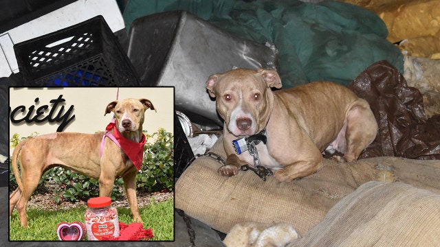 Dog needs new home after being found chained to couch in Daytona Beach; owner arrested