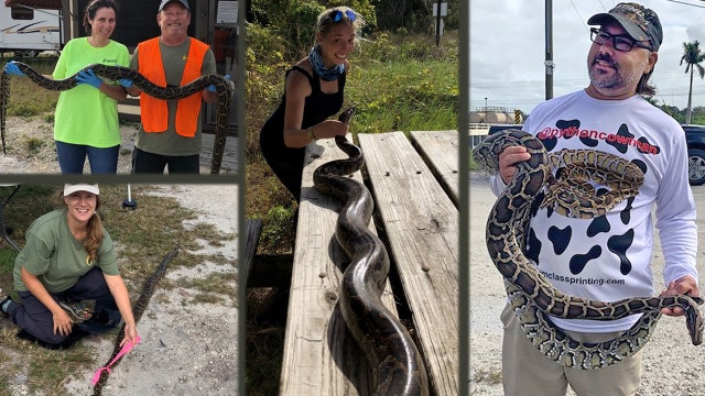 80 reptiles caught in Miami Super Bowl Burmese python hunt