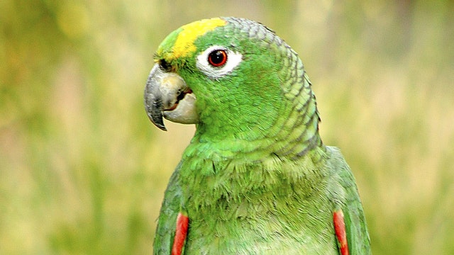 Florida cops investigate after neighbor mistakes parrot for woman screaming for help