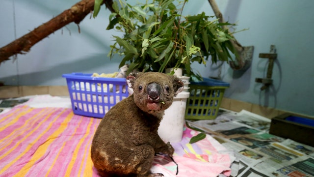 Brevard Zoo donates money to organizations in Australia protecting animals, fighting fires