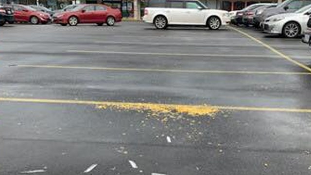 Police: Suspect kills 10 seagulls after luring them with popcorn, running them over